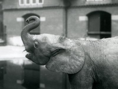 Ung kvinnlig afrikansk pygméelefant Oojah höjer sin snabel på London Zoo, augusti 1925 av Frederick William Bond