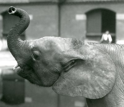 Ung kvinnlig afrikansk pygméelefant Oojah höjer sin snabel på London Zoo, augusti 1925 av Frederick William Bond