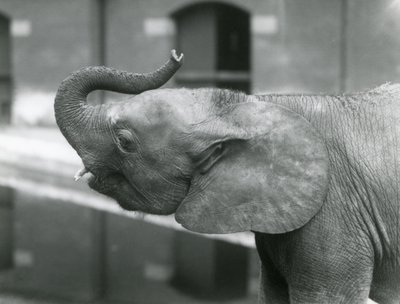 Ung kvinnlig afrikansk pygméelefant Oojah höjer sin snabel på London Zoo, juli 1925 av Frederick William Bond