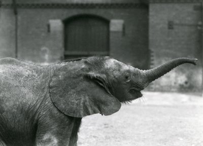 Ung kvinnlig afrikansk pygméelefant Oojah höjer sin snabel för en godbit på London Zoo, juli 1925 av Frederick William Bond