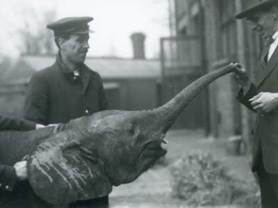 Ung kvinnlig afrikansk pygméelefant Oojah höjer sin snabel för en godbit på London Zoo, juni 1925 av Frederick William Bond