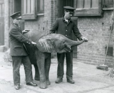 Ung kvinnlig afrikansk pygméelefant Oojah höjer sin snabel för en godbit av sina djurhållare på London Zoo, april 1925 av Frederick William Bond
