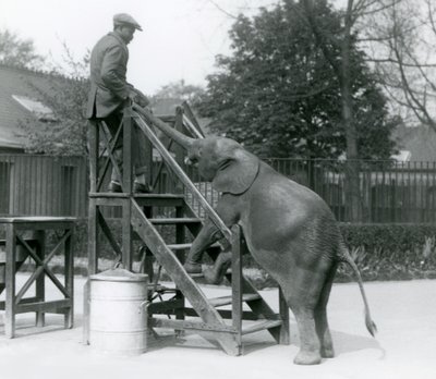 Ung kvinnlig afrikansk pygméelefant Oojah med framfötterna på ombordstigningstrappan, sträcker sig efter sin tränare, som är på det översta steget, med sin snabel, London Zoo, juni 1925 av Frederick William Bond