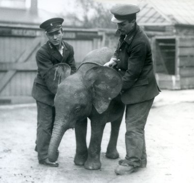 Ung kvinnlig afrikansk pygméelefant Oojah med två djurhållare på London Zoo i april 1925 av Frederick William Bond