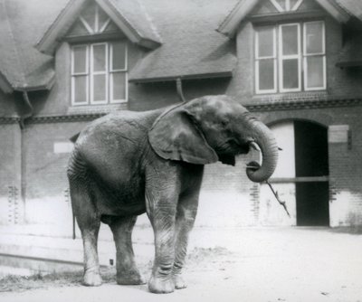 Ung manlig afrikansk elefant Kiberenge som står framför Elephant House, London Zoo, juni 1927 av Frederick William Bond