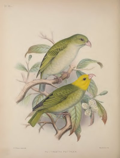 Psittirostra Psittacea, från 