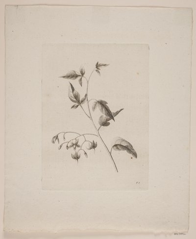 Blommotiv av Frederik Schepelern