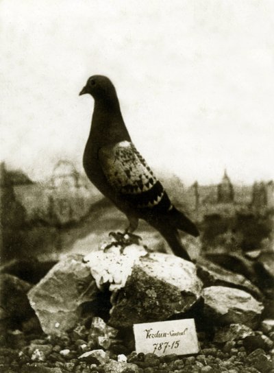 Djur under första världskriget 1914-1918: Den berömda Vaillant Vaillant-duvan av French Photographer