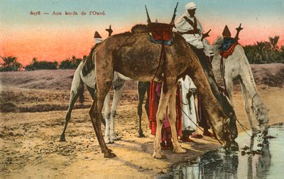 Kameler som dricker på kanten av floden Oued, Algeriet av French Photographer