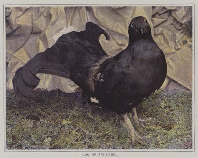 Tjäder (färgfoto) av French Photographer