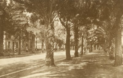 Hyeres, Avenue de la Gare, Allee de Palmiers (svartvitt foto) av French Photographer