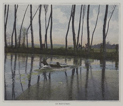 Stag simmar för att undkomma en jakt (färgfoto) av French Photographer