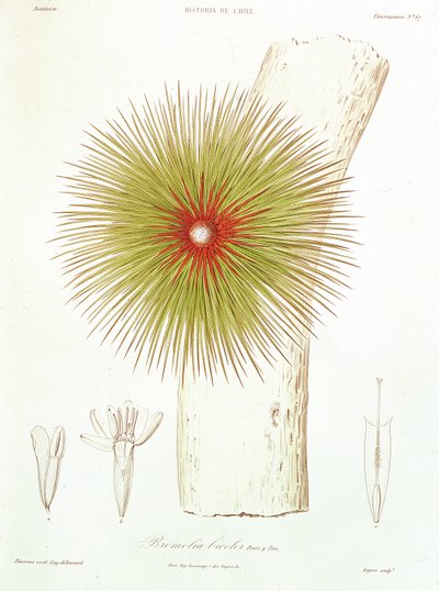 En Bromelia som hittats i Anderna, från "Historia de Chile" av Claudio Gay, 1854. av French School
