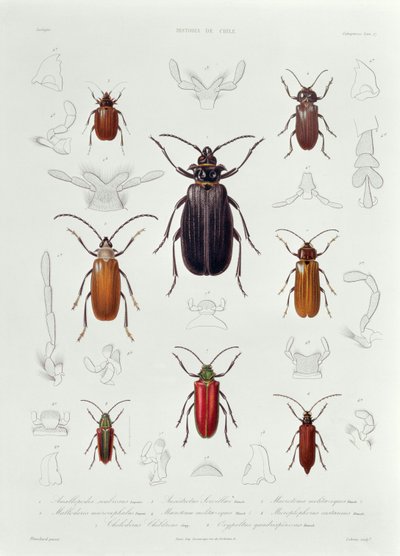 En samling av Coleoptera hittad i Chile, illustration från 