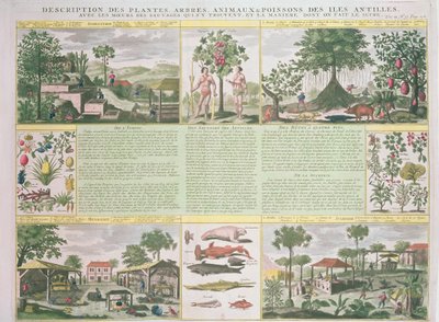 En beskrivning av växter, träd, djur och fiskar som finns på Antillerna, illustration från Histoire Generale des Antilles Habitees par les Francois Vol. 2 av Jean Baptiste Du Tertre (1610-1687) publicera av French School