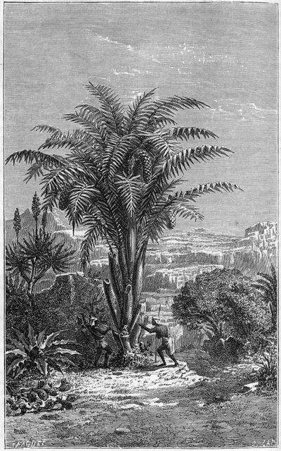 En Gagouier från Guinee är en palm från kalaméernas stam. Det är oumbärligt för livet eftersom det ger afrikaner bröd och vin. Gravyr i "" le journal de la jeunesse"" av French School