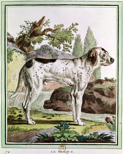 En pekare, illustration från Histoire Naturelle av Georges Louis Leclerc (1707-88) greve av Buffon, 1749-1804 av French School