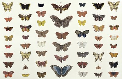 Ett collage av fjärilar och nattfjärilar inklusive Camberwell Beauty, British Swallowtail, Scarce Swallowtail, Peacock and the Small Tortoiseshell, c.1830 (tryck av 104967) av French School