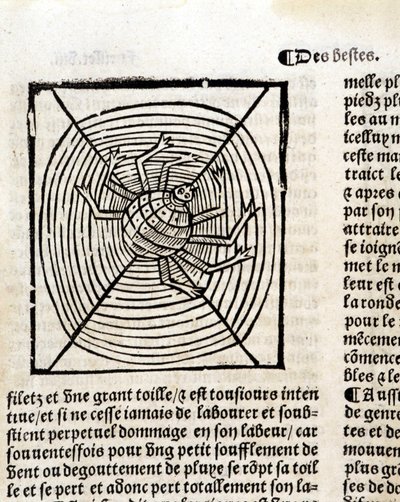 En spindel i hans nät i "Le Jardin de santé översatt från latin till franska nytryckt i Paris" av French School