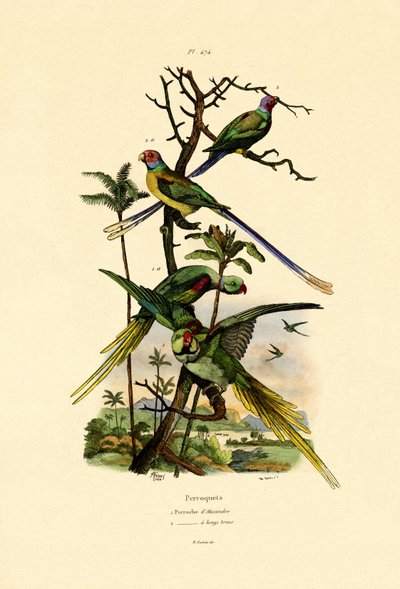 Alexandrine Parakit, 1833-39 av French School