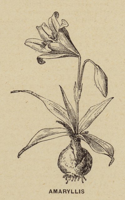 Amaryllis (gravyr) av French School