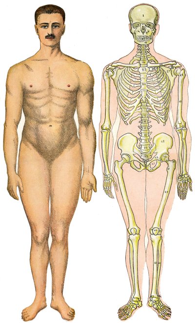 Anatomiska vikbara ark av New Practical Encyclopedie of Medicine and Hygiene, av Dr. Rehm, Bokhandel Aristide Quillet 1922 - ansikte på människokroppen - naken man utan uppenbart sex (gumsex) bredvid sitt skelett av French School