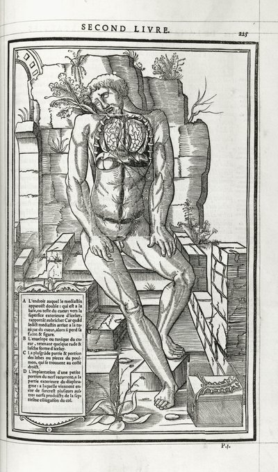 Anatomisk illustration, 1546 av French School