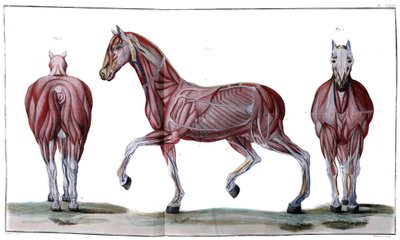 Hästens anatomi: peeling, ansikte och profil - "" Hippiatric Course, complete treatise of horse medicine"" av P. E Lafosse av French School