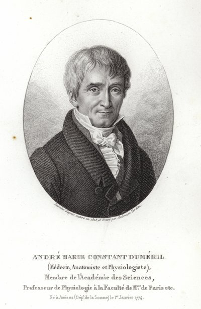 André Marie Constant Dumeril av French School
