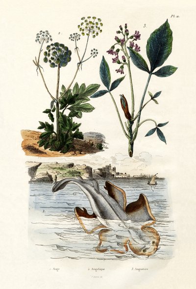 Angelshark, 1833-39 av French School