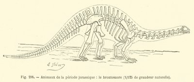 Djur från juraperioden, Brontosaurus (gravyr) av French School