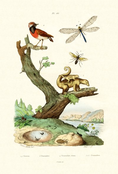 Myror, 1833-39 av French School