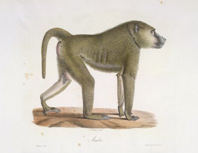 Anubis. En babian, från Natural History of Mammals (färg litho) av French School