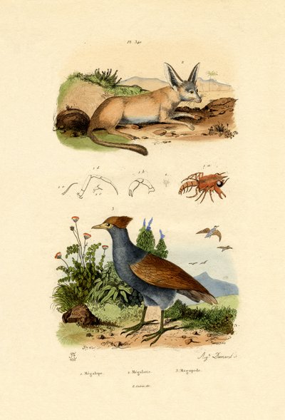 Bat-eared Fox, 1833-39 av French School