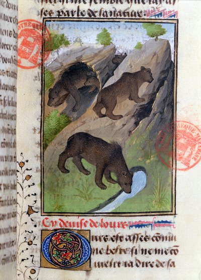 Björnar, från Livre de la Chasse av Gaston Phebus av French School