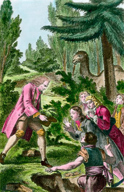 Bernard de Jussieu (1699-1777) planterar cederträ från Libanon i växternas trädgård i Paris 1734. Gravyr från 1700-talet. av French School