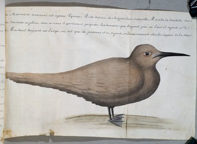 Fågel som heter Foyroux (Tern), Cape Frio, Brasilien, akvarell från loggbok av Jacques Gouin de Beauchesne (1652-1730), kapten på Compagnie royale de la Mer du Sud, från 1698 till 1701, Frankrike av French School
