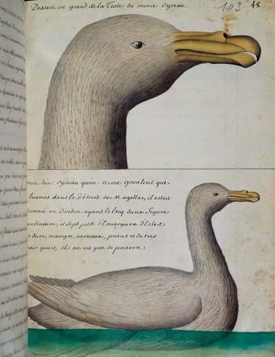 Fågel från Magellansundet, akvarell från loggbok av Jacques Gouin de Beauchesne (1652-1730), kapten på Compagnie royale de la Mer du Sud, från 1698 till 1701, Frankrike av French School