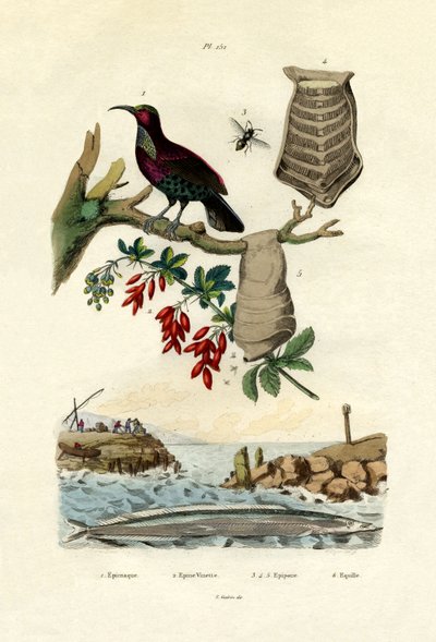 Paradisfågel, 1833-39 av French School