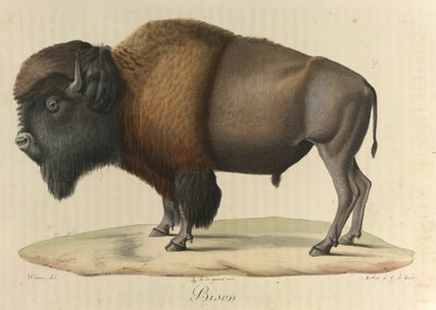 Bison, från 