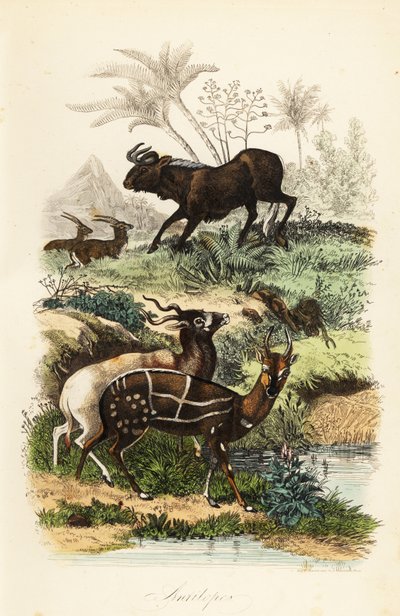 Svart gnu, Connochaetes gnou, kritiskt hotad addax eller skruvhornsantilop, Addax nasomaculatus, och tappad bushbuck eller kewel, Tragelaphus scriptus av French School