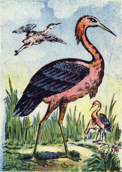 Blå häger: fågelörn som livnär sig på maskar och reptiler. Lever i USA och Karibien. Gravyr i "Alphabet des oiseaux". Bild från Pont-a-Mousson, Marcel och/eller Louis Vagne, tryckare och förläggare, slutet av 1800-talet. 16 sidor. Dim: 20,5 x 14 c av French School