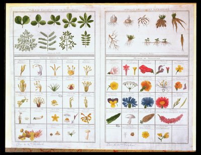 Botanisk tabell efter Carl von Linne (1707-78) och efter Joseph Pitton de Tournefort (1656-1708), sent 1700-tal (färgstick) av French School