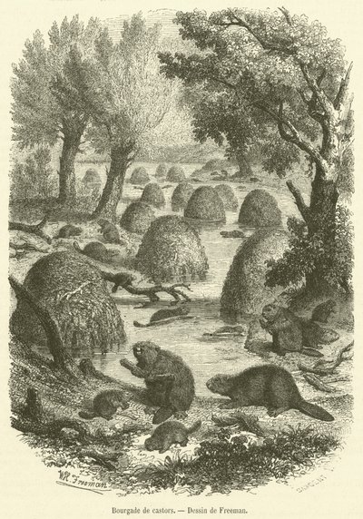 By av bävrar (gravyr) av French School