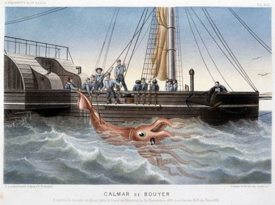 Bouyer bläckfisk - i "" Havets värld"" av Alfred Fredol, Hachette, Paris av French School