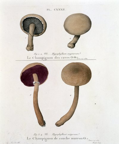 Brun lagersvamp - i "Treat des champignons"" av Jean Jacques Paulet sent 1700-tal av French School