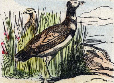 Bustard. Gravyr i "Buffon Alphabet des Oiseaux n 1". 3:e Serie N 1. Avbildning av Epinal, Epinal, sent 1800-tal. 16 sidor. Mått: 28x21cm av French School