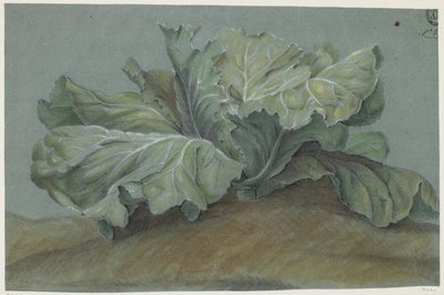 Kålväxt (krita på papper) av French School