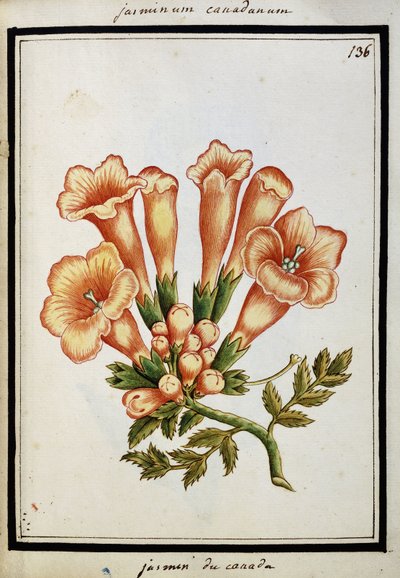 Kanadensisk Jasmin, ca 1700 av French School