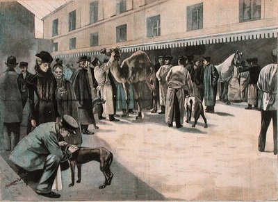 Ta hand om en kamel på Ecole Nationale Veterinaire d